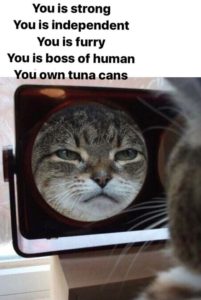 32 Cute & Funny Animals