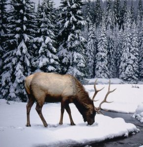 Elk Looking for Food in Snow Canada
