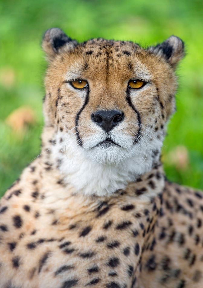 Proud cheetah