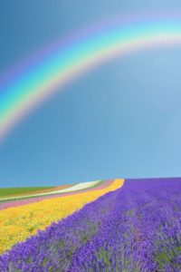 Rainbow Above The Colorful Flower Field
