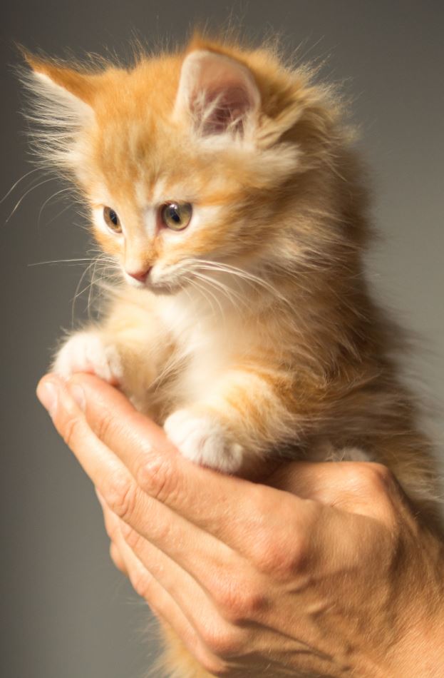 34 Adorable Cats and Kittens