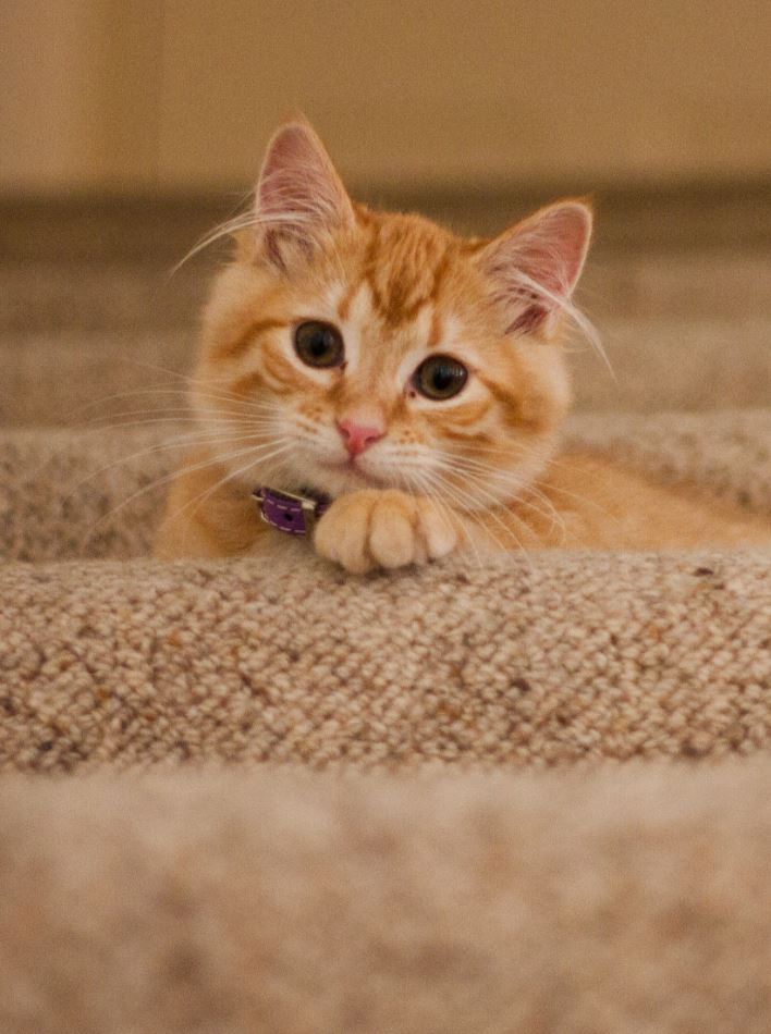 34 Adorable Cats and Kittens