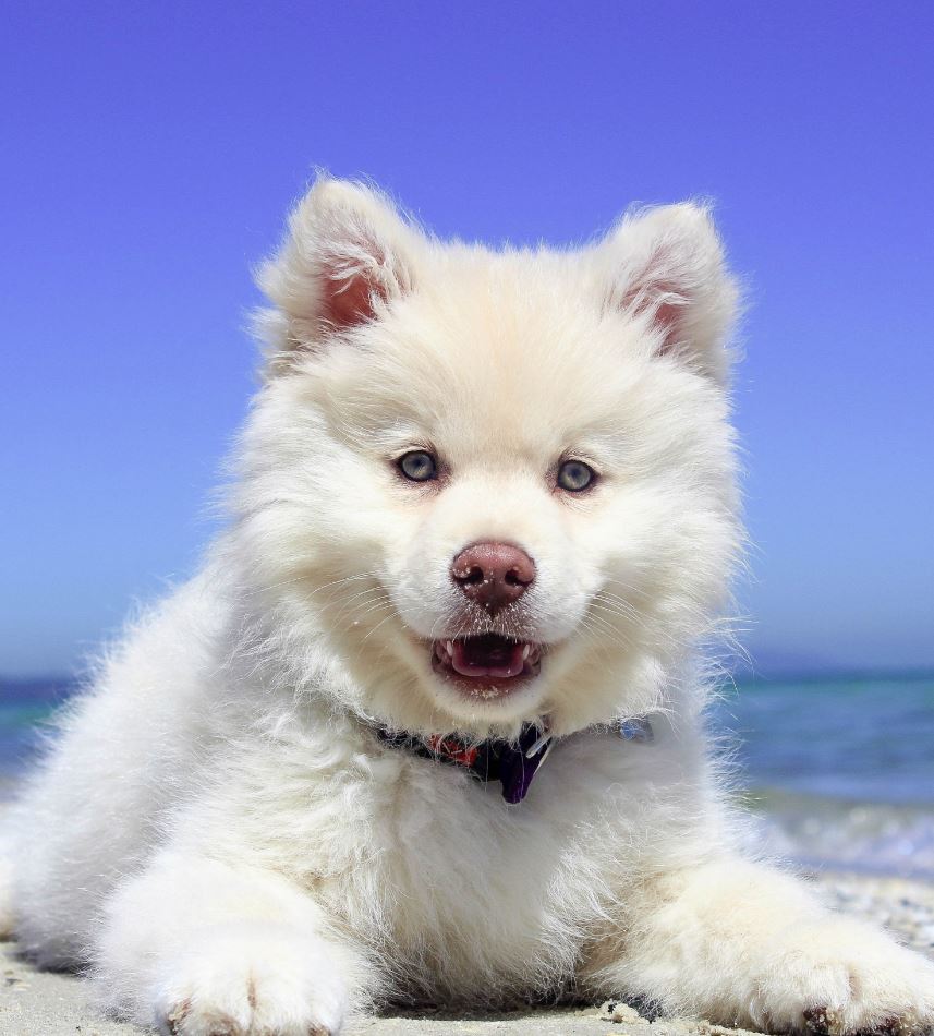 The 42 Most Adorable Puppies of All Time