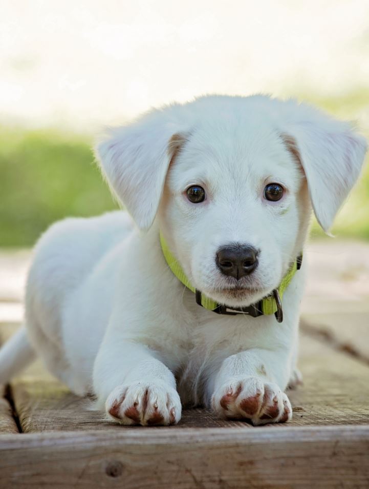 The 42 Most Adorable Puppies of All Time
