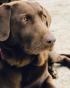 The 42 Most Adorable Puppies of All Time