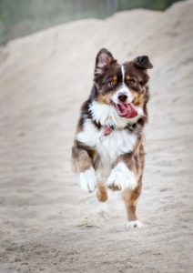 26 Of The Cutest Animals In The World